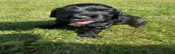 Cocker Spaniel dogs for sale: Scottish Working Cocker Spaniels  - Advert 5