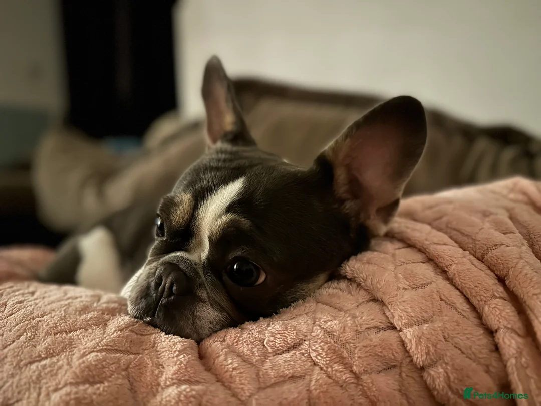 French Bulldog dogs for sale: 2 year old French Bulldog  - Advert 3