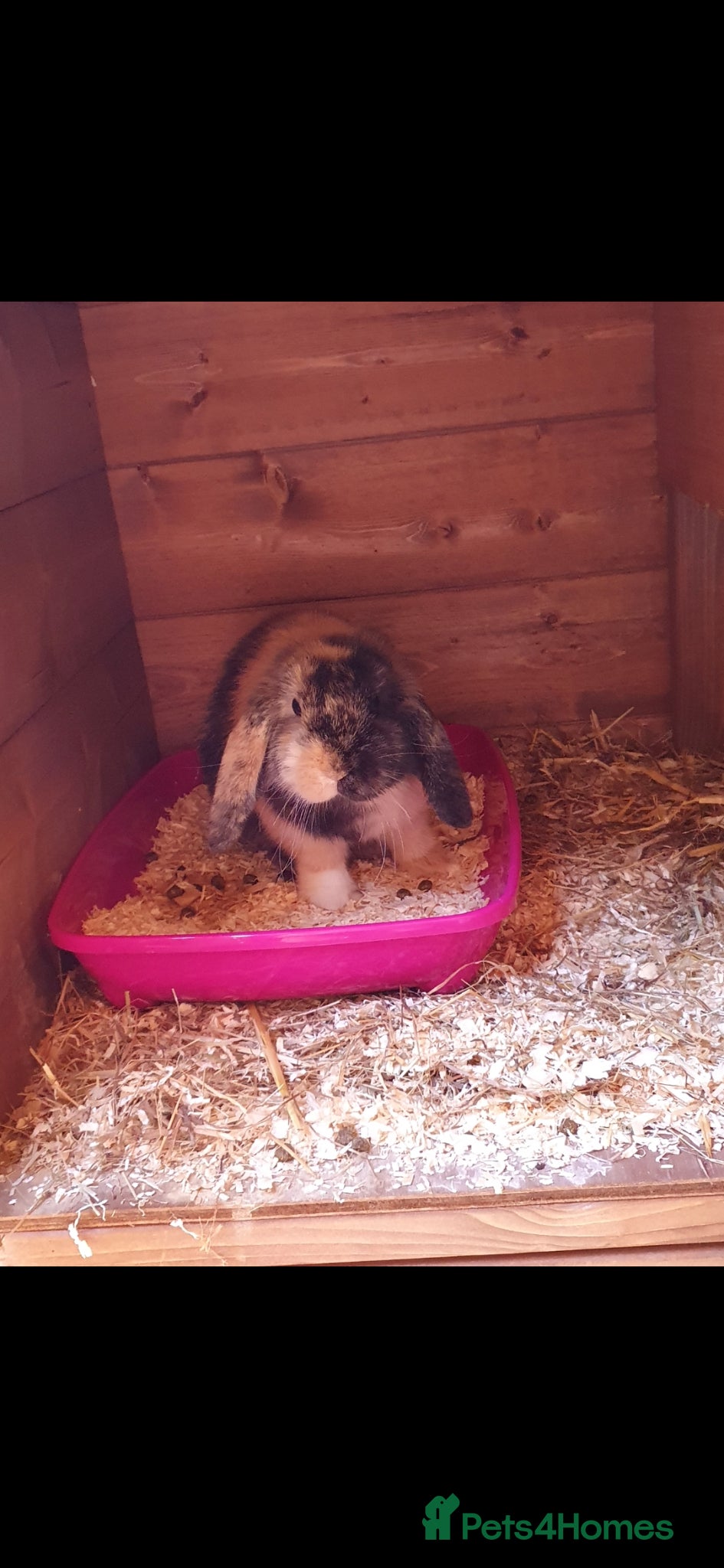 Mini Lop rabbits Female minilop lop - Advert 3