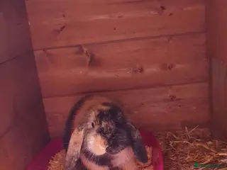 Mini Lop rabbits Female minilop lop - Advert 3
