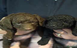 Cockapoo dogs for sale: 7 Gorgeous Cockapoo puppies for sale in St Albans - Image 3