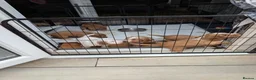 Cocker Spaniel dogs for sale: cocker  in Leamington Spa - Advert 3