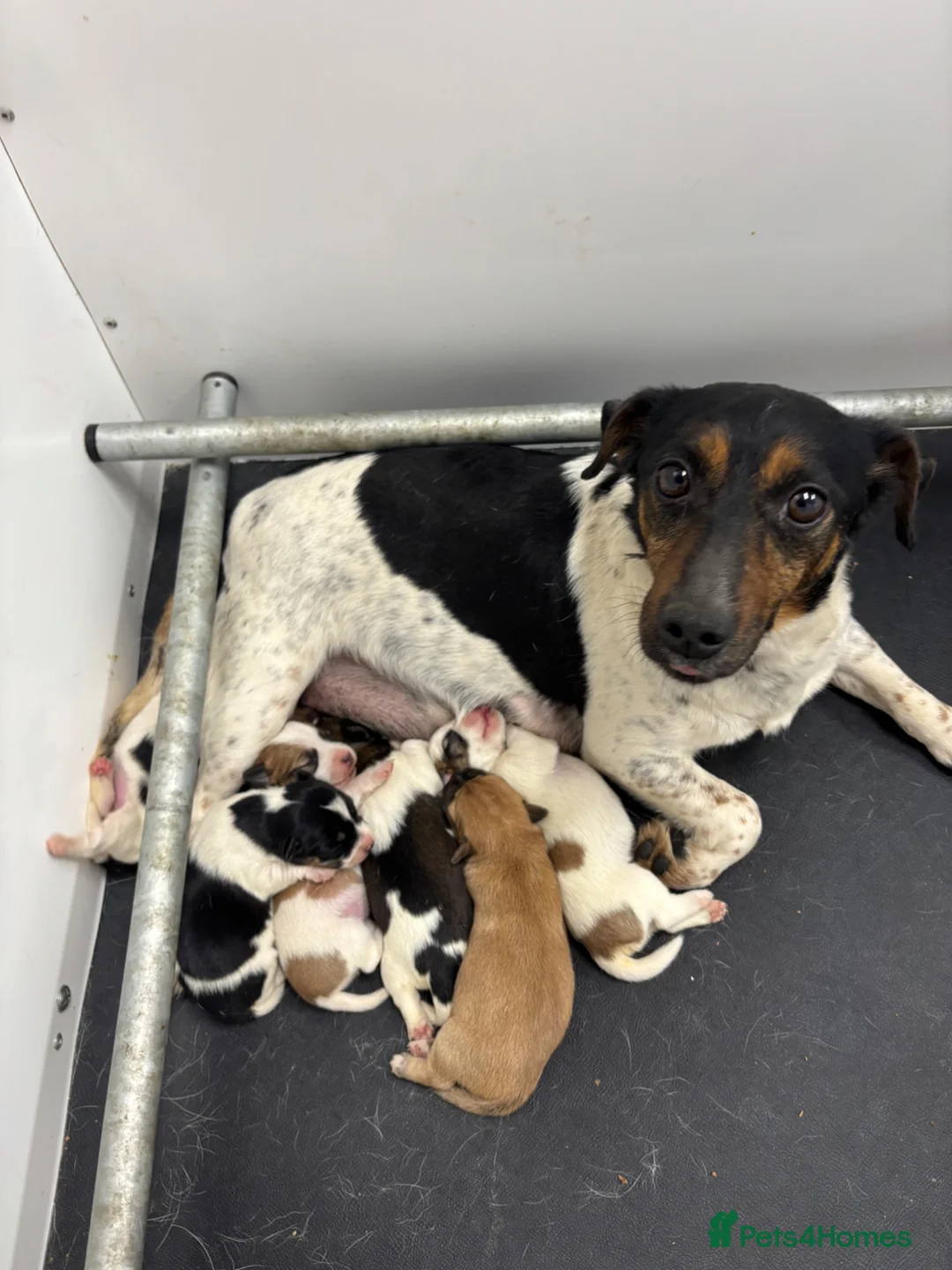 Jack Russell dogs for sale: Beautiful Jack Russell’s  - Advert 1