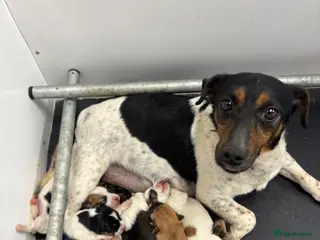 Jack Russell dogs Beautiful Jack Russell’s - Advert 1