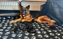 German Shepherd dogs for sale: Beautiful KC reg health tested puppies for sale - Image 4