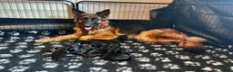 German Shepherd dogs for sale: Beautiful KC reg health tested puppies for sale - Advert 2