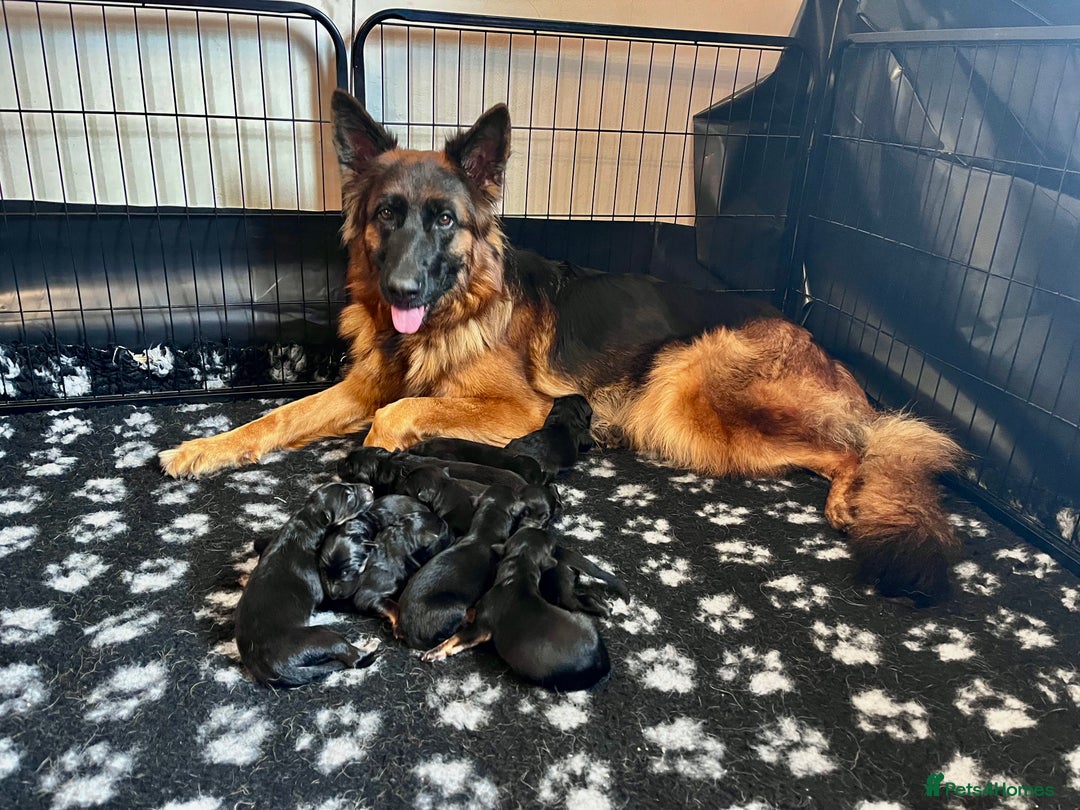German Shepherd dogs for sale: Beautiful KC reg health tested puppies for sale - Image 4