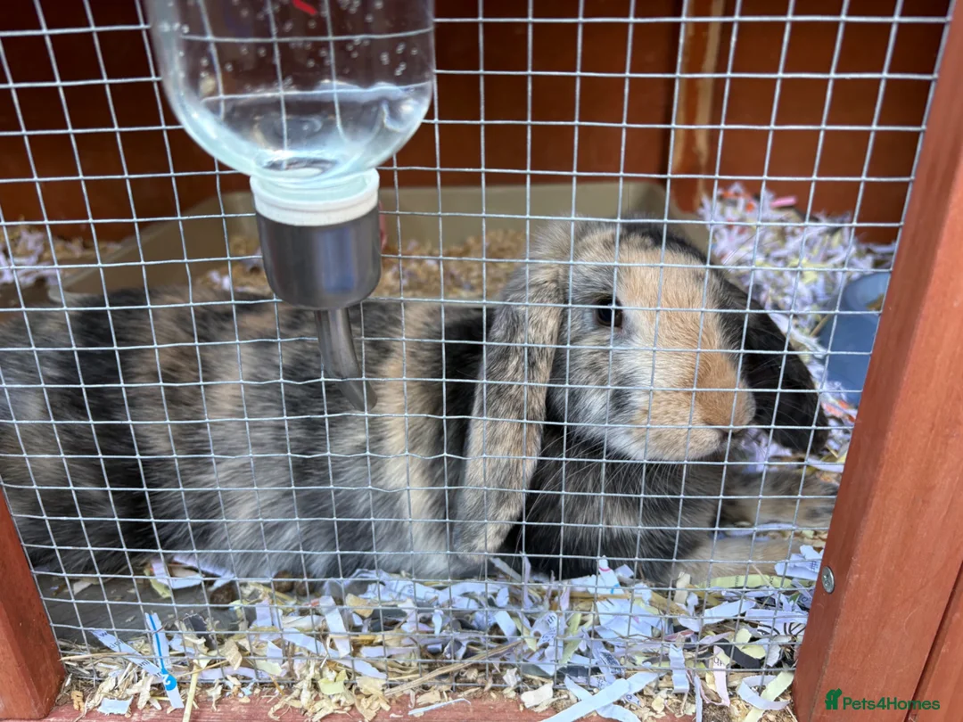 Dwarf Lop rabbits for sale: Plush dwarf lop - Advert 2
