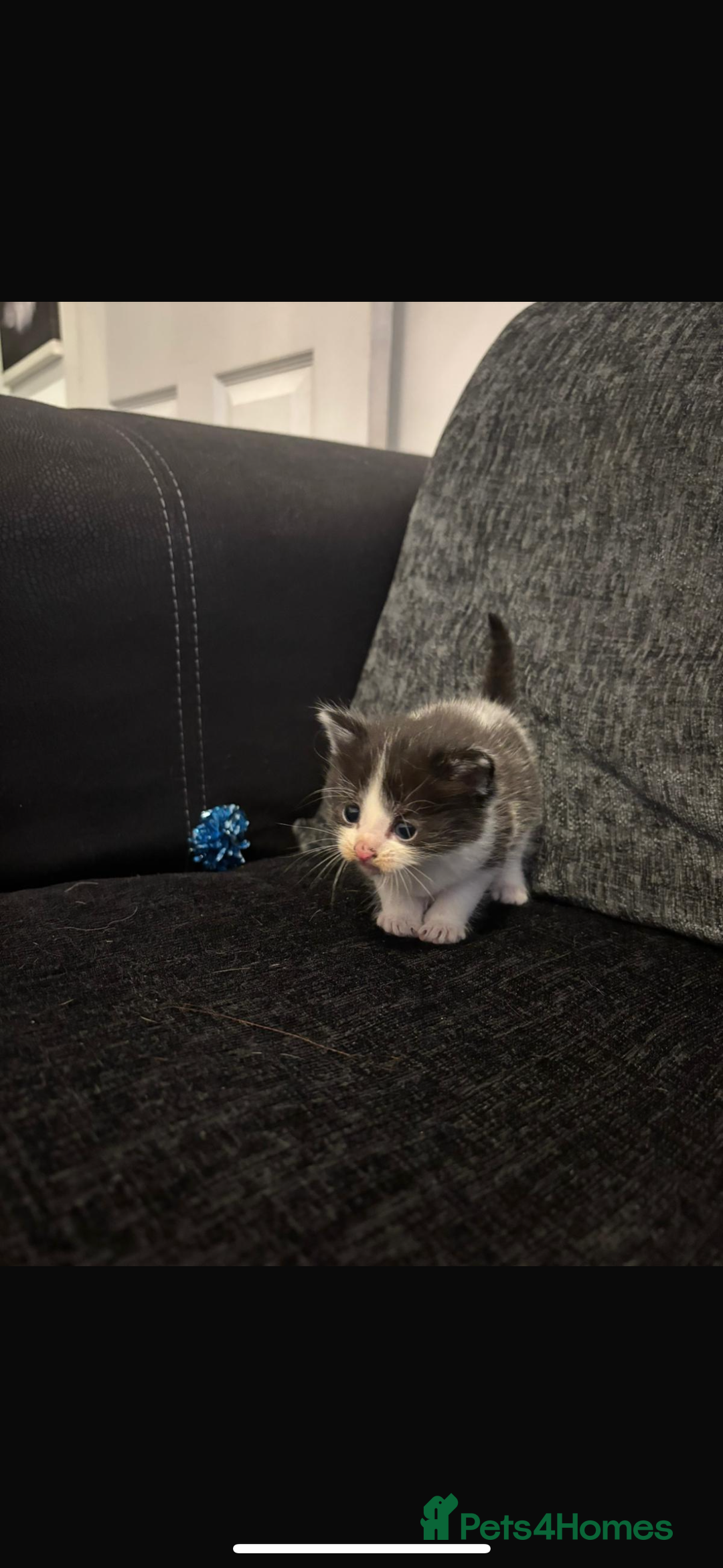 Mixed Breed cats for sale: 5 beautiful kittens for sale  - Image 8