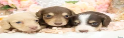 Miniature Dachshund dogs for sale: KC Longhair Miniature Dachshund Puppies in Wisbech - Advert 12