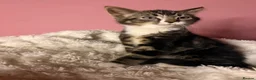Mixed Breed cats for sale: Meet milo and kittens!  in Enfield - Advert 11
