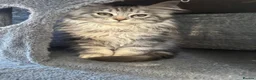 Maine Coon cats for sale: Maine coon kittens TICA - Advert 4