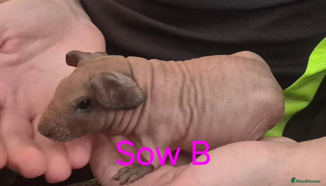 Guinea Pig rodents for sale: Skinnypig Babies  - Advert 6