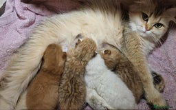 British Shorthair cats for sale: British shorthair Pedigree Neutered  - Image 7