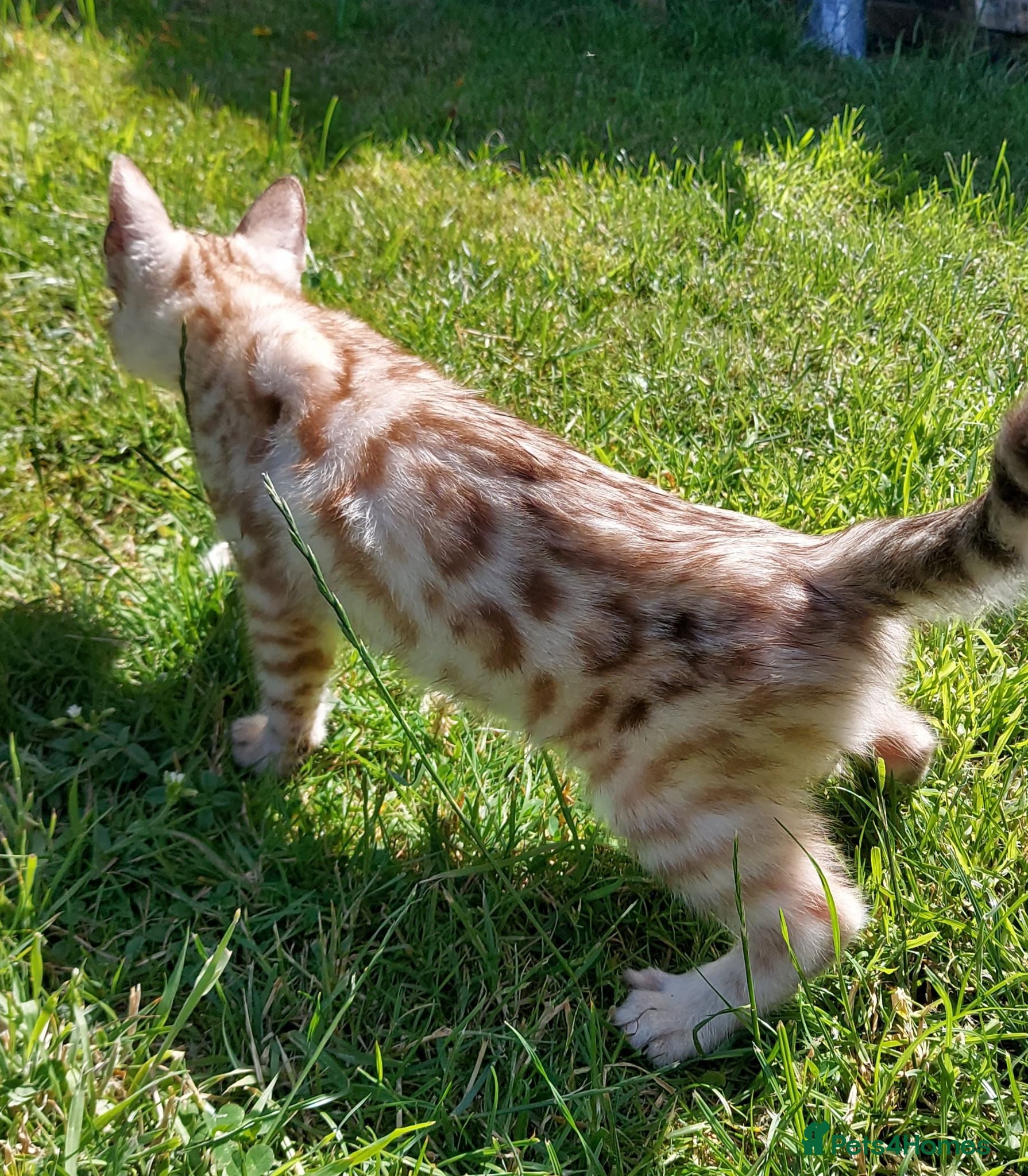 Bengal cats Pedigree Snow Bengal Kittens  - Advert 14