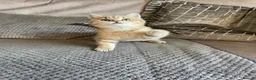 British Shorthair cats for sale: TICA reg black golden boy xx - Advert 11