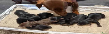Miniature Dachshund 2