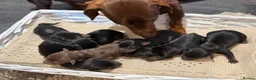 Miniature Dachshund dogs for sale: Miniature dachshund  - Advert 6