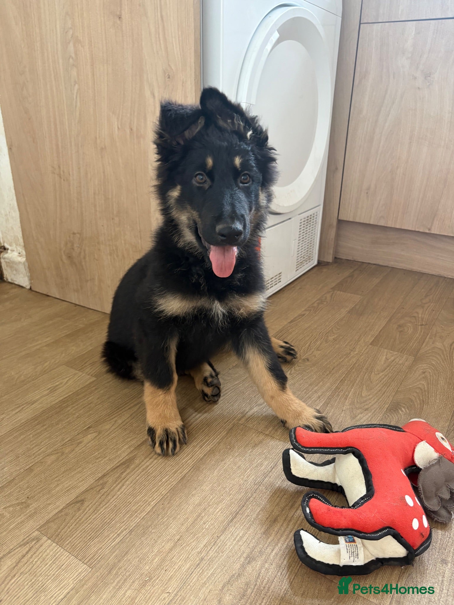 German Shepherd dogs Gorgeous 14 Week old Female German Shepherd - Advert 1