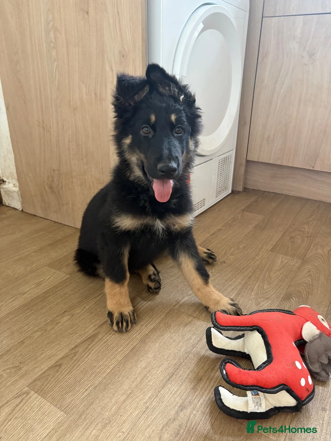 German Shepherd dogs for sale: Gorgeous 14 Week old Female German Shepherd - Advert 1