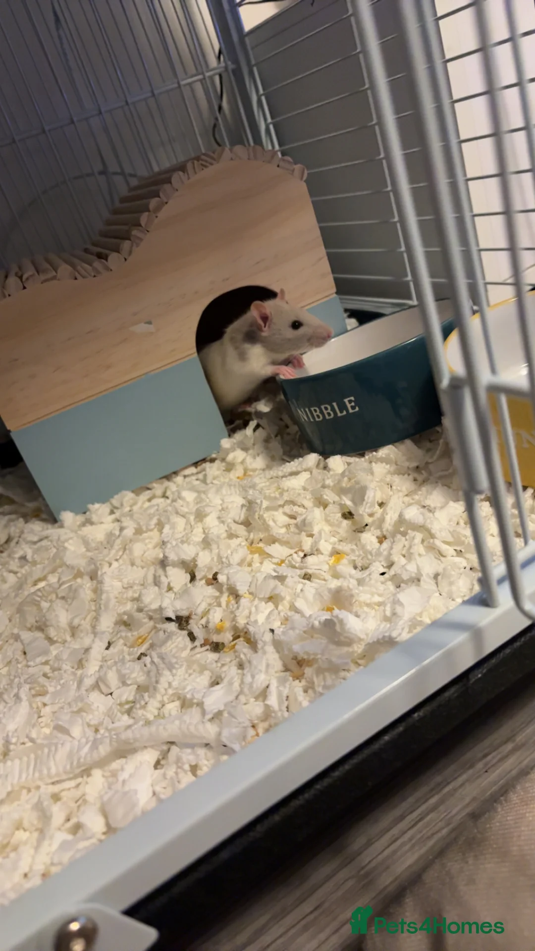 Rat rodents for sale: 2 male pet rats and cage and everything I have for in Harrow - Advert 2
