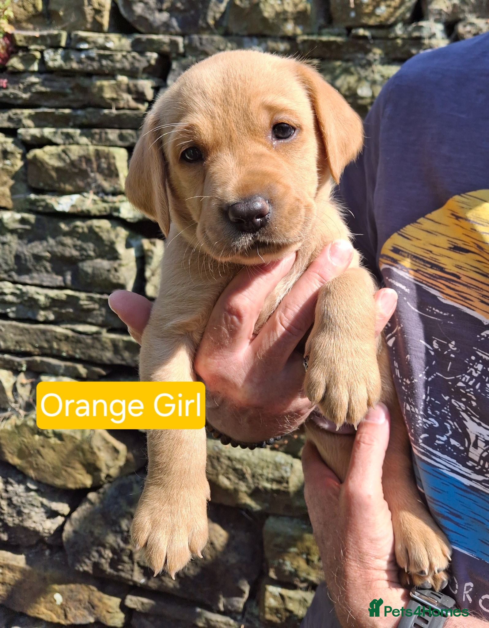 Goldador dogs Beautiful Goldador Puppies for Sale - Advert 2