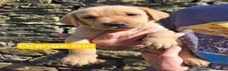 Goldador dogs for sale: Beautiful Goldador Puppies for Sale - Advert 2