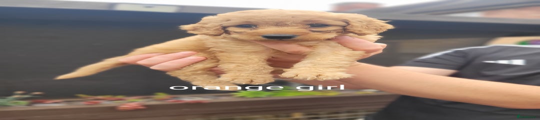 Labradoodle Puppy 9