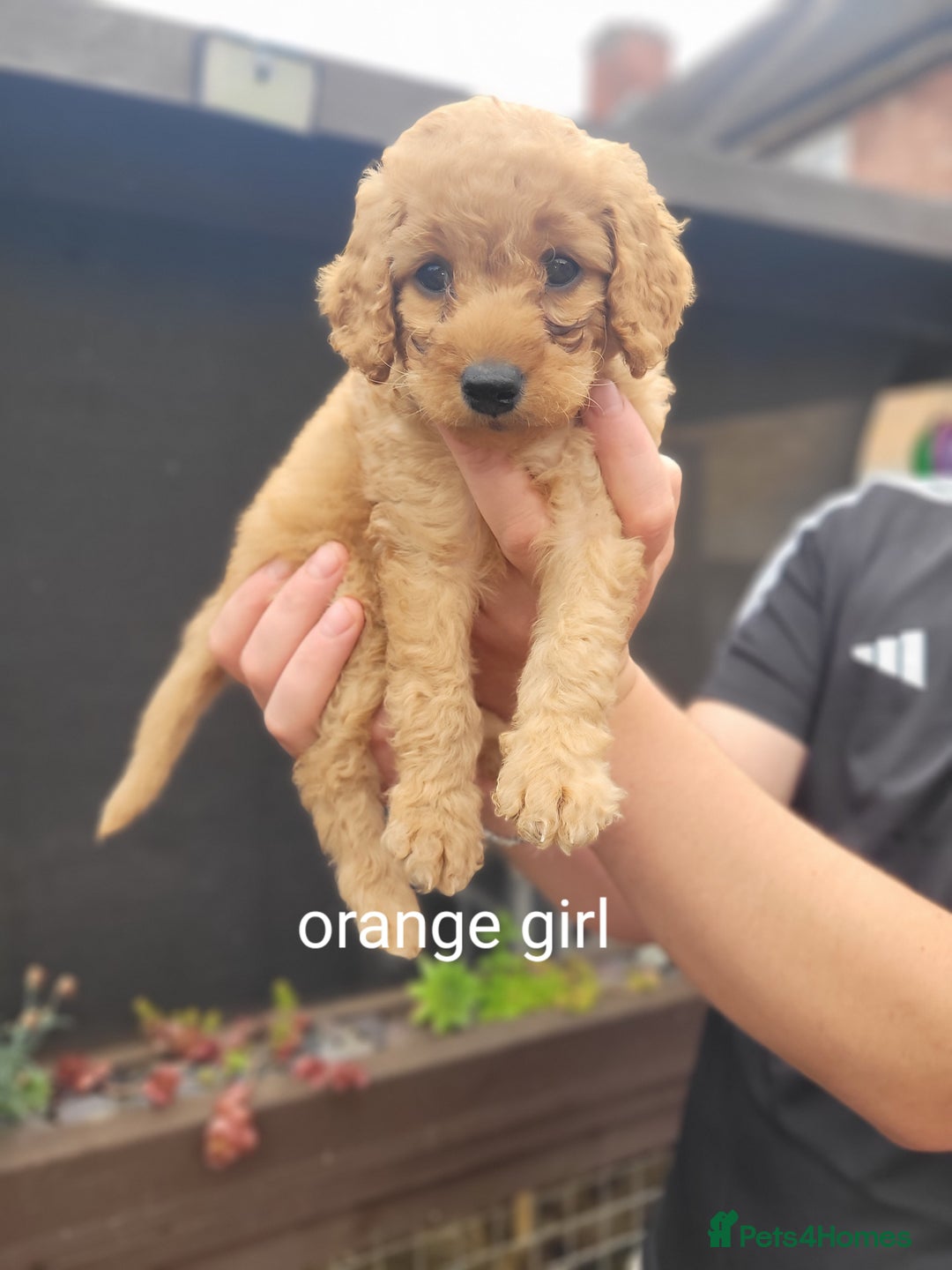 Labradoodle dogs for sale:  Apricot Doodle labradoodles - Image 26