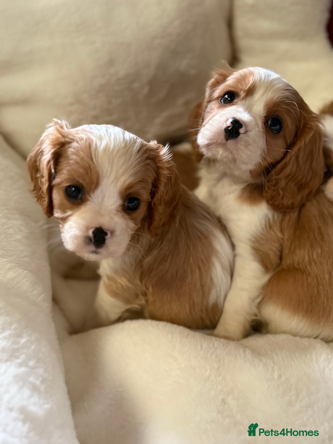 Cavalier King Charles Spaniel dogs for sale: King charles cavalier - Image 3