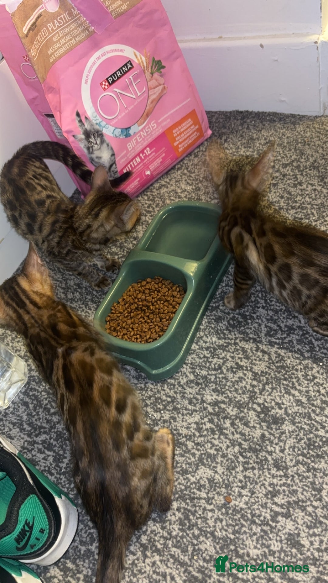 Bengal cats for sale: Bengals  - Image 22