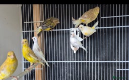 Canaries birds for sale: Canaries. (READY NOW) - Image 3