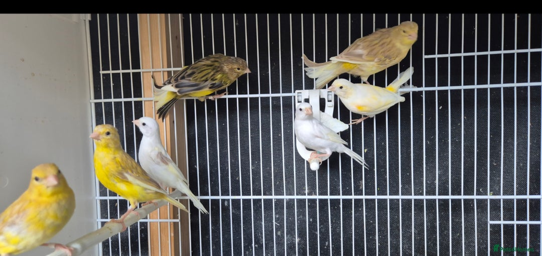 Canaries birds for sale: Canaries. (READY NOW) - Image 3