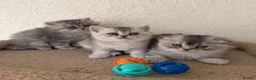 Scottish Fold cats for sale: Adorable Scottish Fold Kittens  - Advert 16