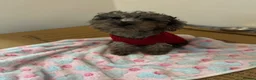 Miniature Poodle dogs for sale: Final price drop  - Advert 1