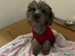 Miniature Poodle dogs Final price drop - Advert 4