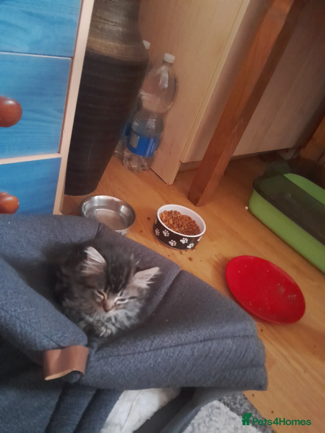 Mixed Breed cats for sale: Kittens - Advert 21