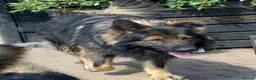 German Shepherd dogs for stud: Chase,  KC Registered German Shepard  in Diss - Advert 4