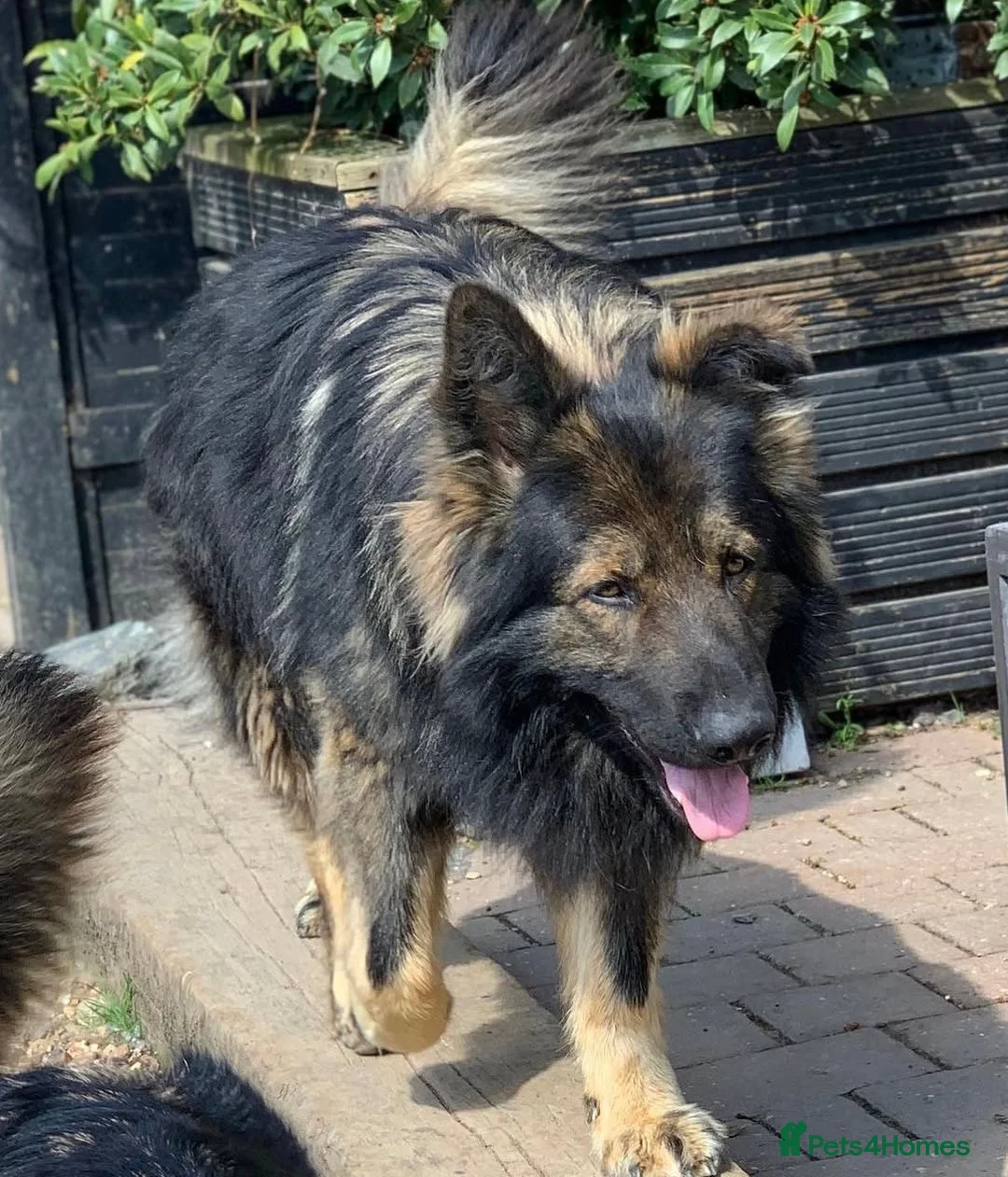 German Shepherd dogs for stud: Chase,  KC Registered German Shepard  in Diss - Advert 4