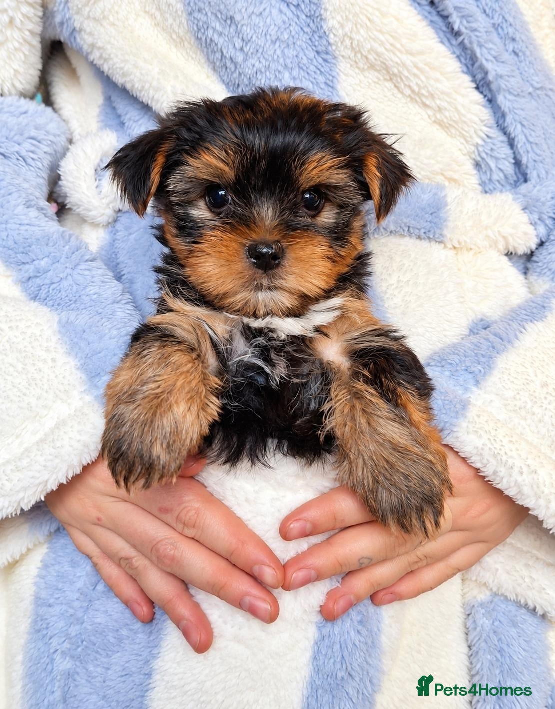 Yorkshire Terrier dogs Gorgeous boys! - Advert 1