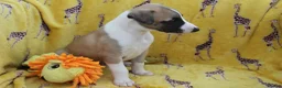 Whippet dogs for sale: Quality KC whippet pups from heart tested psrents in Stoke-on-Trent - Advert 16