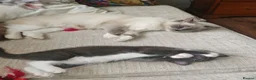 Ragdoll cats for sale: Male kitten Ragdoll  Mix - Advert 4