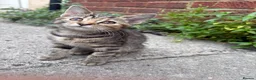 Mixed Breed cats for sale: Beautiful kittens  - Advert 4