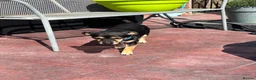 Jack Russell dogs for sale: Two gorgeous Jack Russell’s for sale in Barnsley - Advert 7