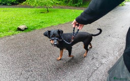 Mixed Breed dogs for sale: Tilly - 1 year old Doberman cross - Image 2