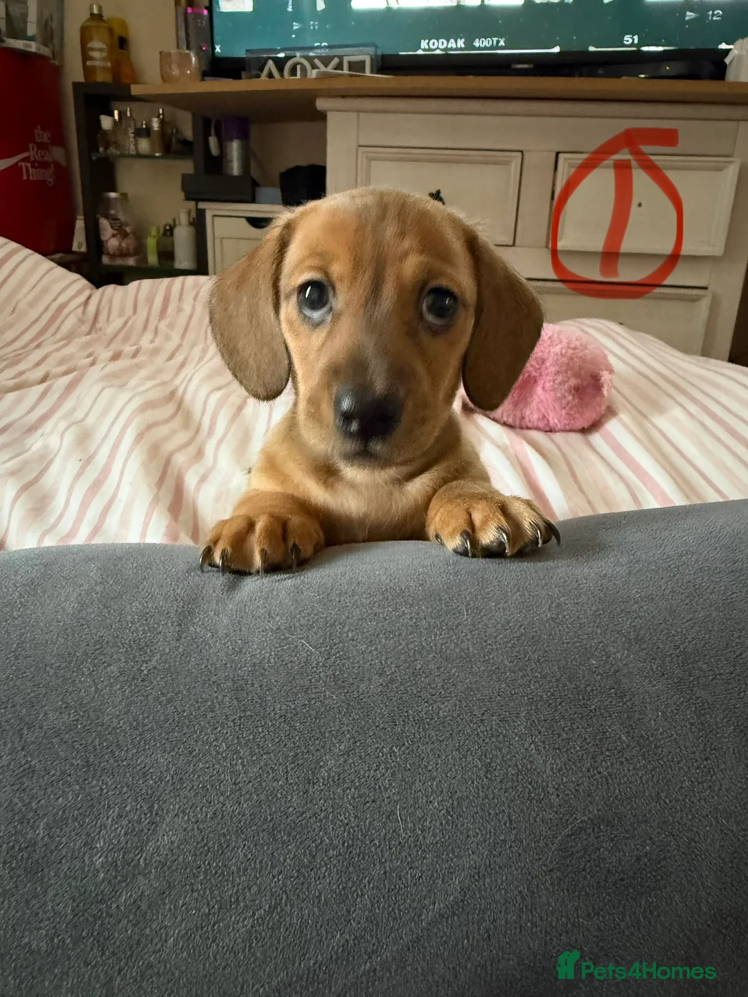 Miniature Dachshund dogs for sale: Beautiful miniature dachshund - Advert 7