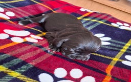 Sprocker dogs for sale: Sprocker puppies - Image 6