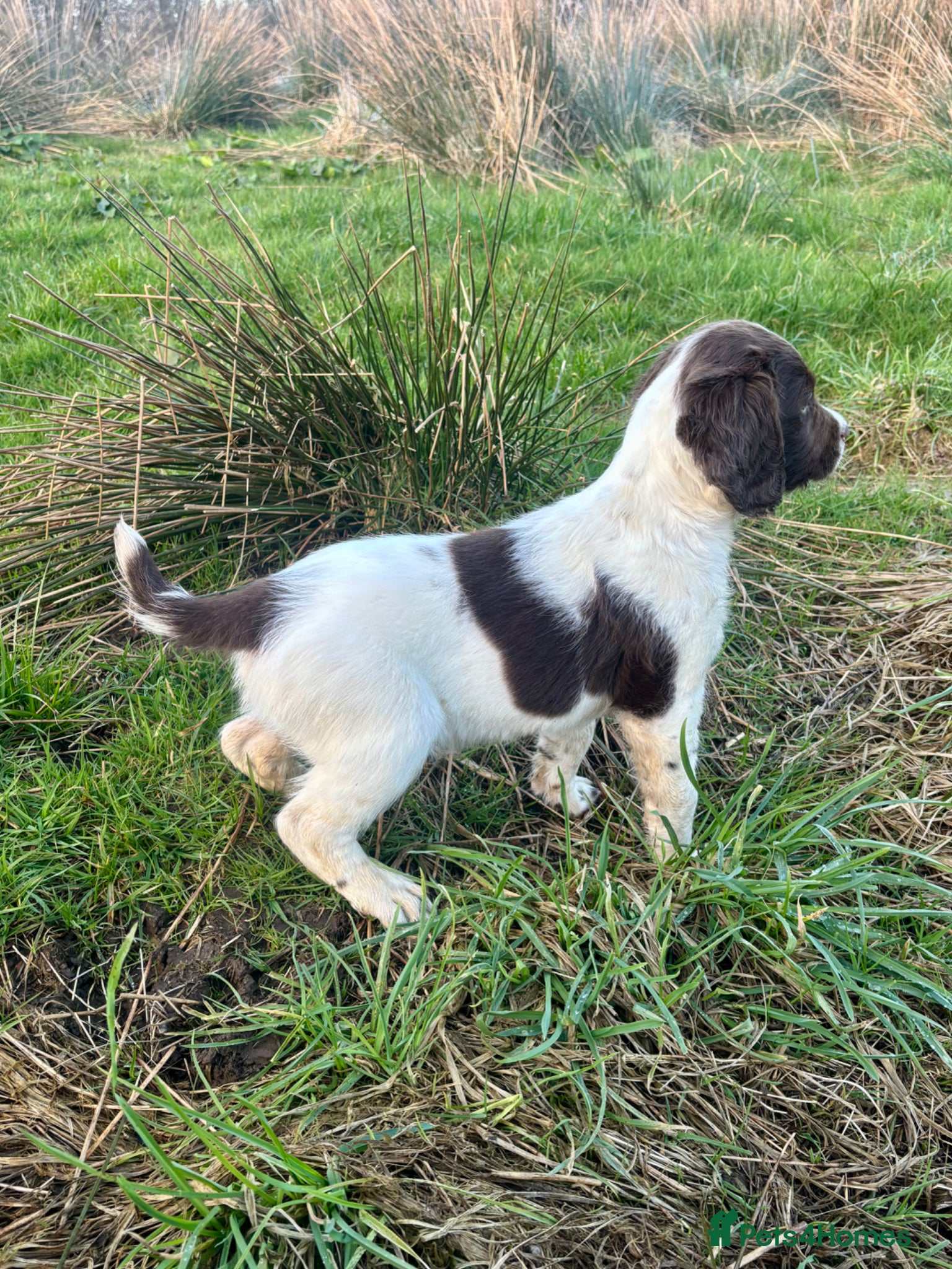 English Springer Spaniel dogs KC Registered Springer Dog Pup, Ready to leave - Advert 1
