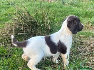 English Springer Spaniel dogs KC Registered Springer Dog Pup, Ready to leave - Advert 1