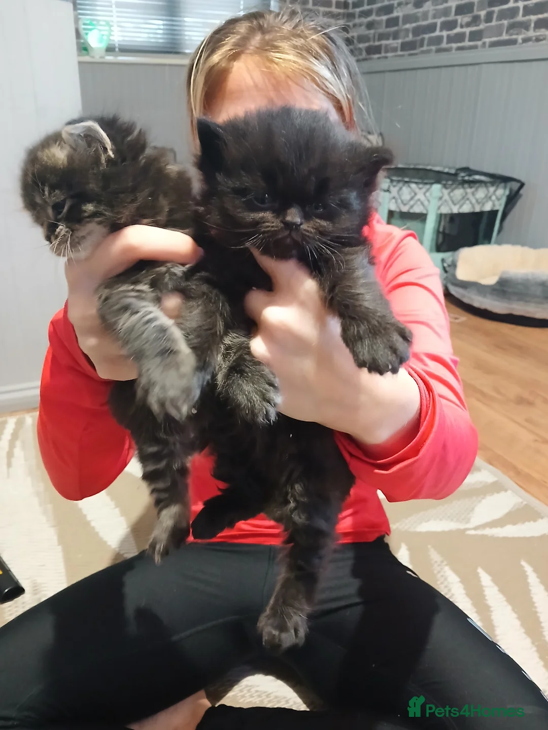 Mixed Breed cats for sale: 6 persuan x kittens in Sittingbourne - Advert 2